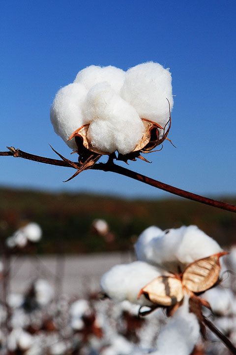 Cotton in the field